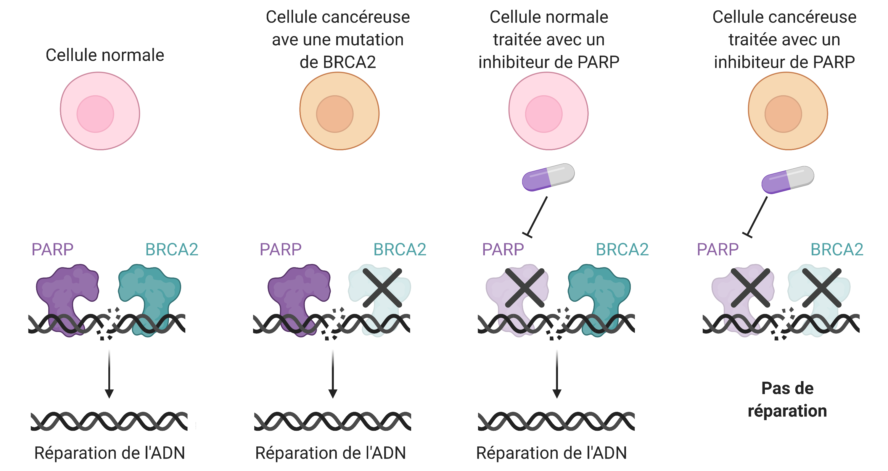 BRCA2 and PARP