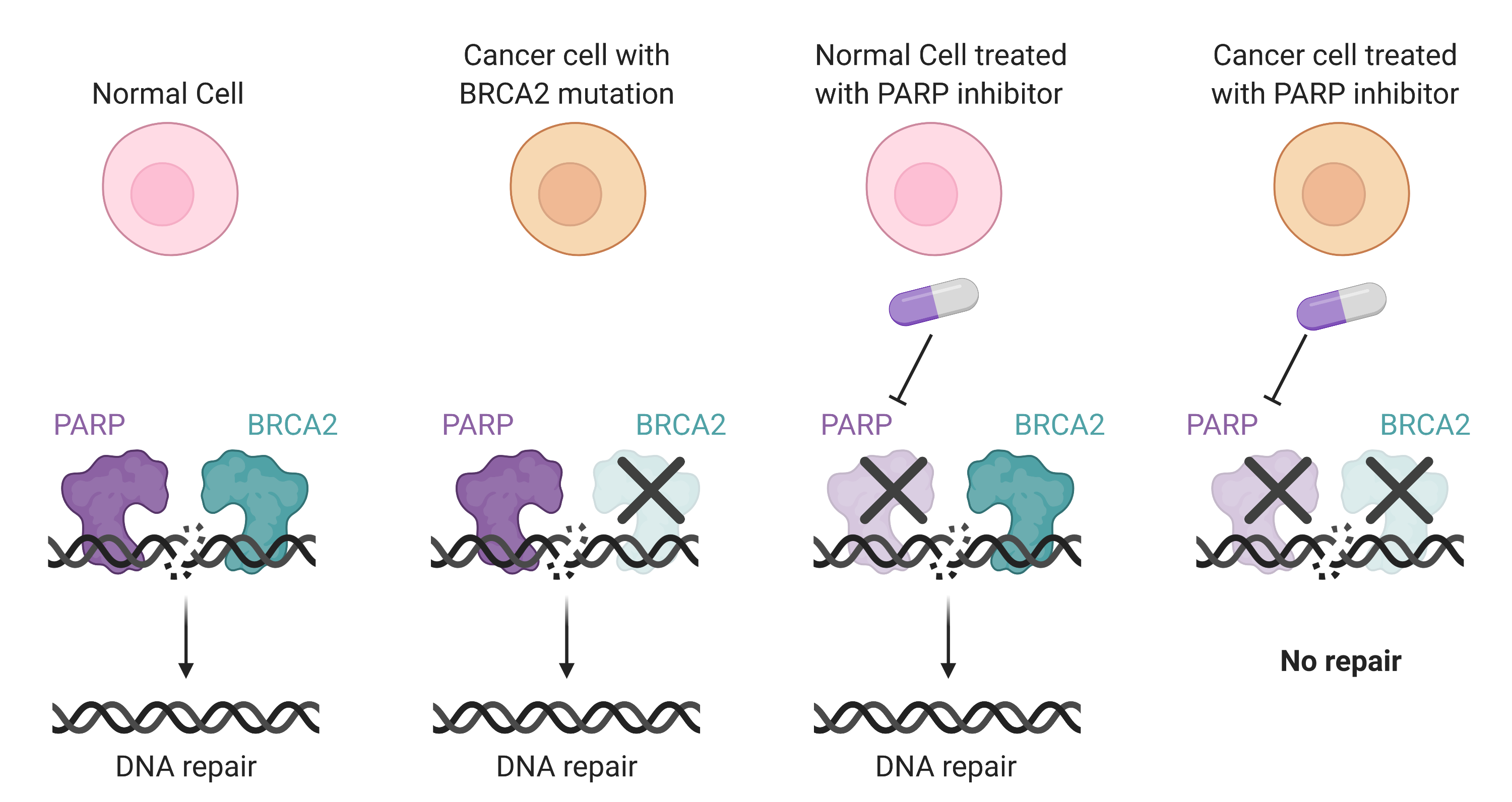 PARP inhibitors