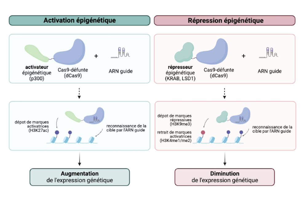 Activation et répression épigénétique utilisant des technologies CRISPR-dCas9 pour éditer l’épigénome.