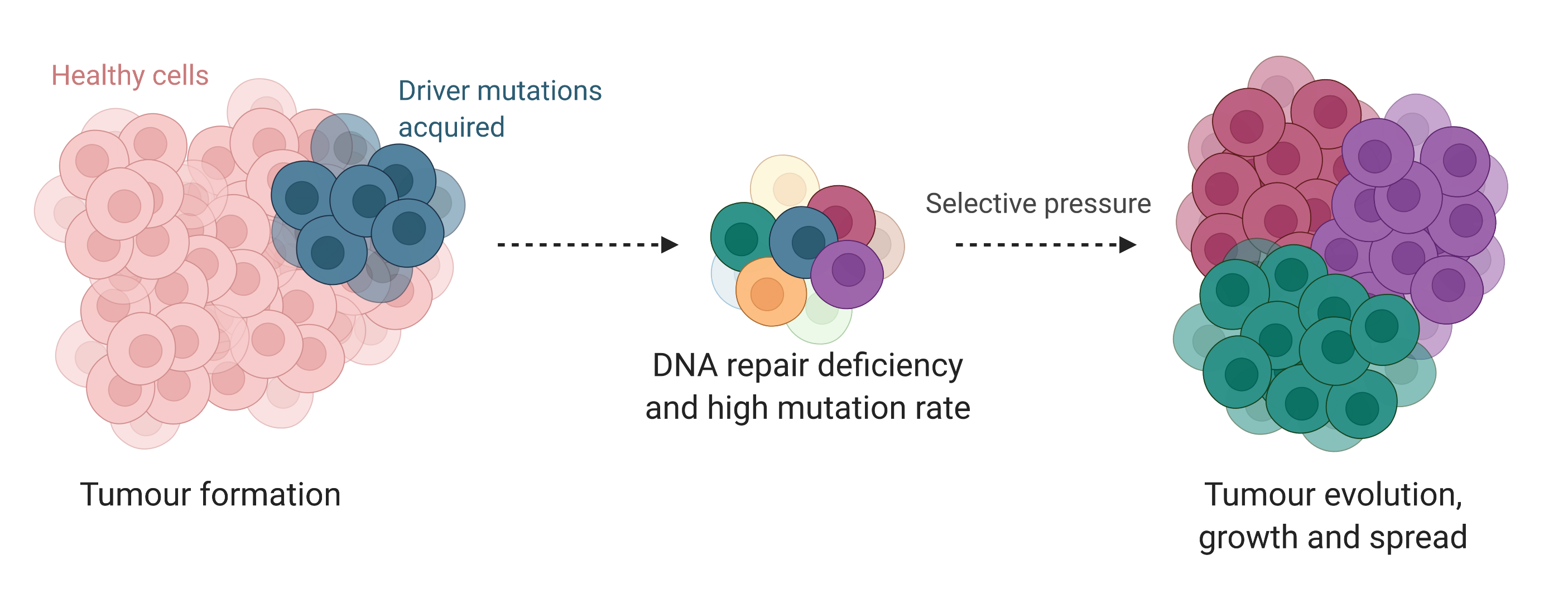 Tumour evolution