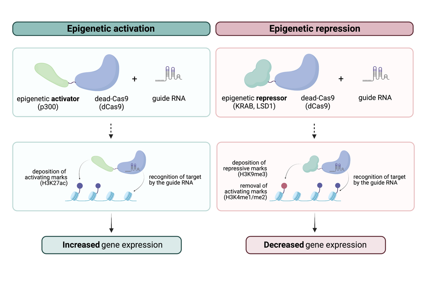 Epigenetic activation and repression using CRISPR-dead-Cas9 epigenome editing tools.