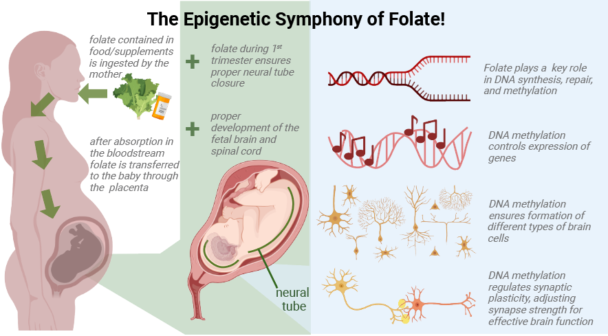 Folic acid role during pregnancy