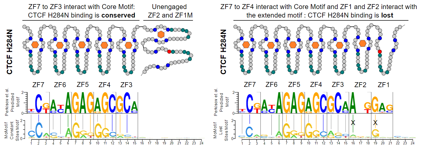 Credit: Lebeau, Zhao et al. Dr. Michael Witcher’s Lab