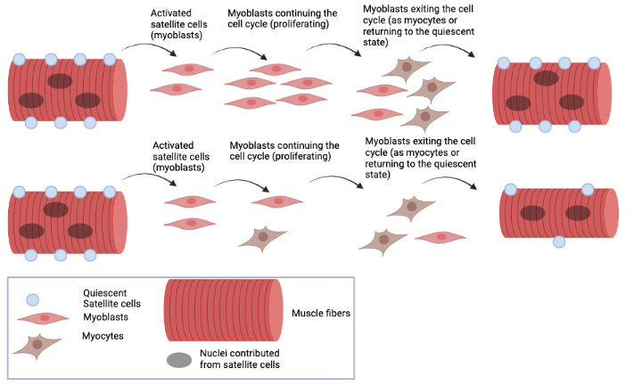 Muscle Regeneration