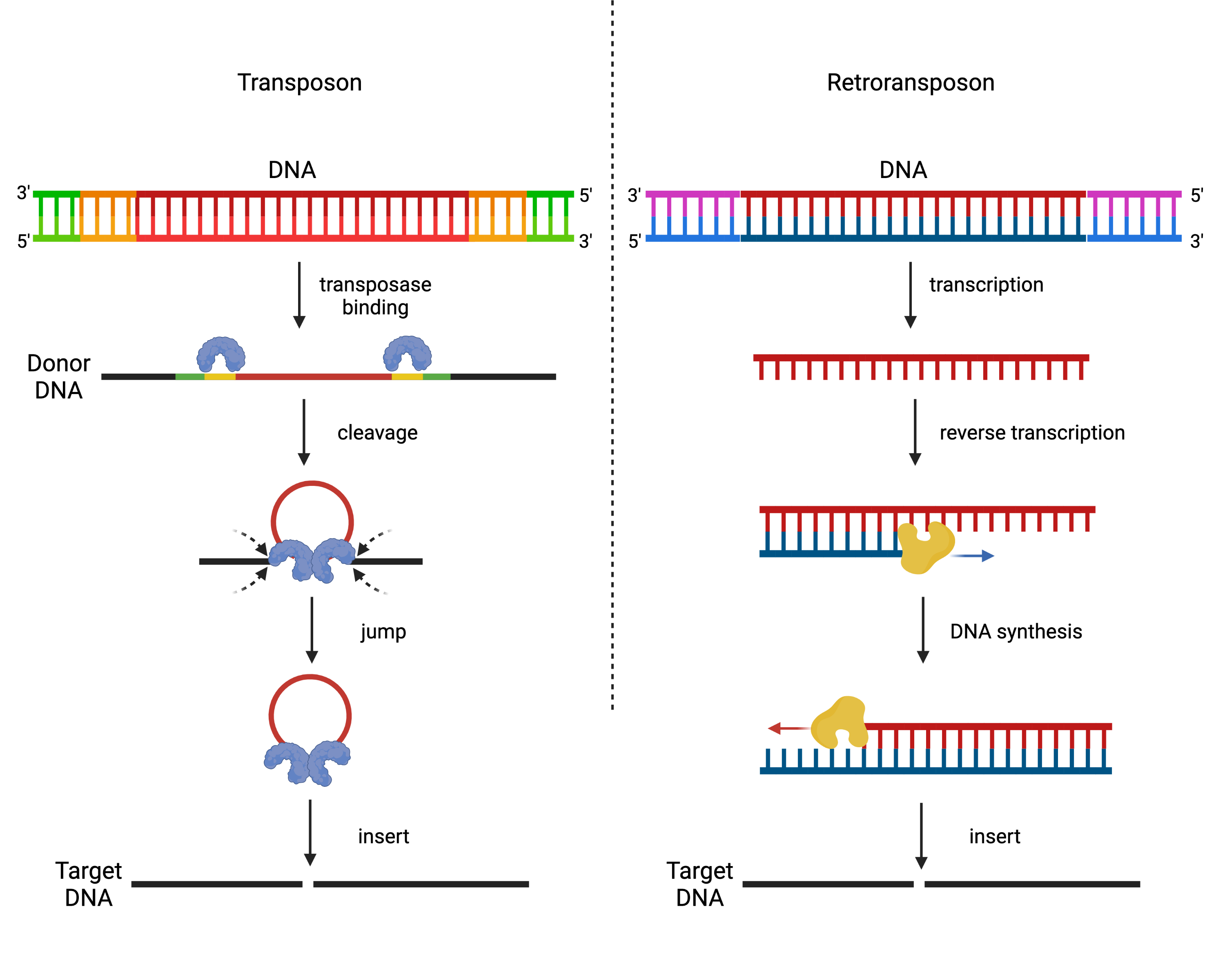 Figure comparing differences between transposons and retrotransposons