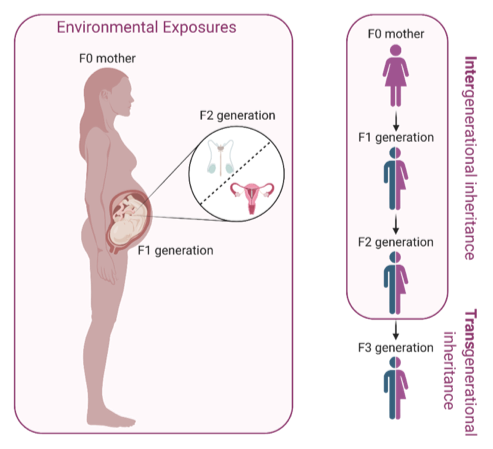 intergenerational trauma epigenetics