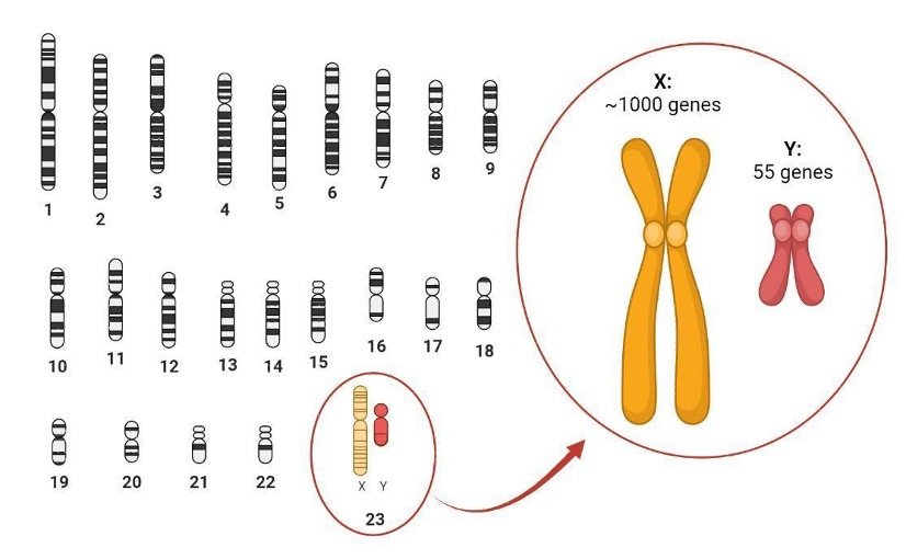 Cat fur and color blindness: what X-chromosome inactivation teaches us ...