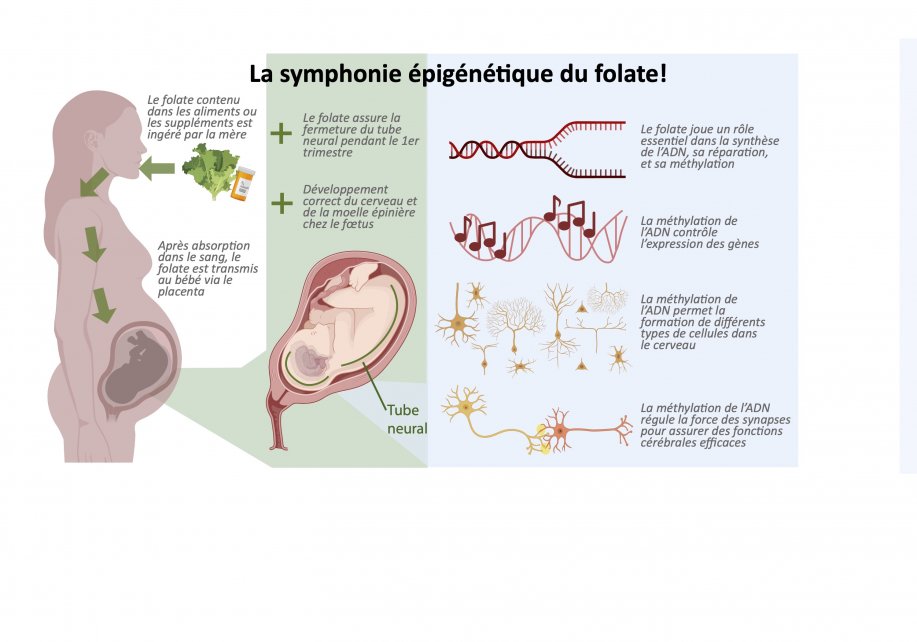 Le rôle de l’acide folique pendant la grossesse