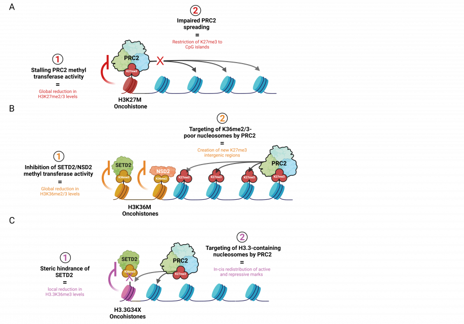 Oncohistones