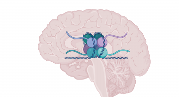 a graphic of the brain with a chromatin overlay