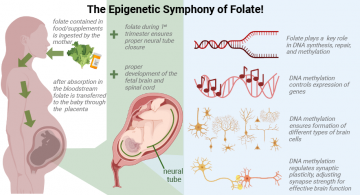 folate epigenetics